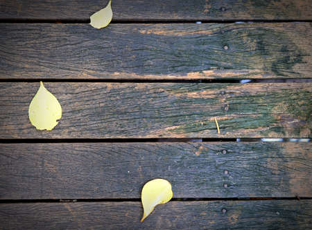 Beautiful pattern old wood background textrue with Leavesの写真素材