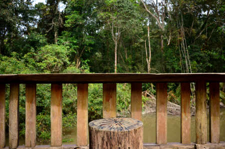 Timber chair in the forestの写真素材