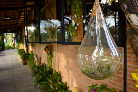 Green plant in to clear bottle for decorate houseの写真素材