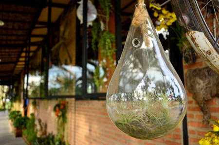 Green plant in to clear bottle for decorate houseの写真素材