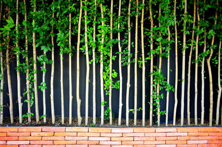 Plant wall and red brick potの写真素材