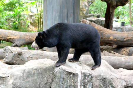 Sun bear play on rock in zooの写真素材