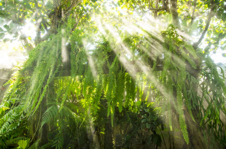 Sunshine through the fern treeの写真素材