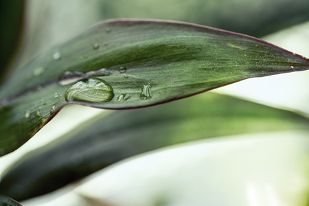 Droplets on the leafの写真素材