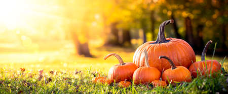 Pumpkins On Grass In Field With Trees And Sunset Background - Thanksgiving/Harvest