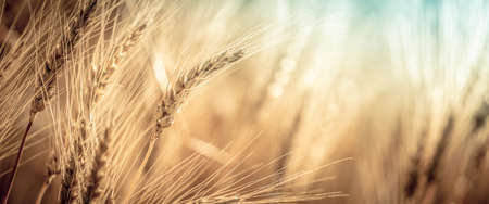 Close-up Of Ripe Golden Wheat With Vintage Effect, Clouds And Sky - Harvest Time Concept