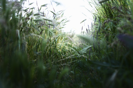 Mouseの写真素材