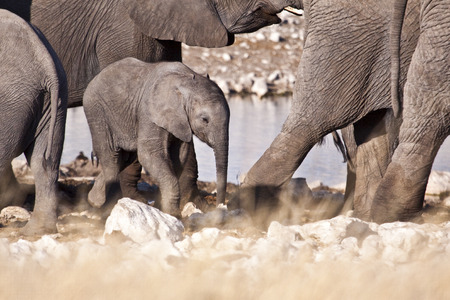 Elephant herdの写真素材