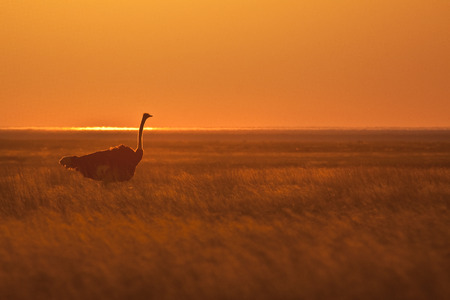 ostrich at sunset の写真素材