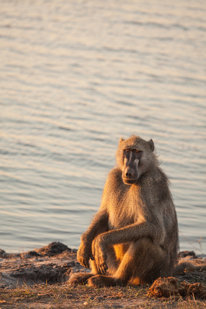 Baboon close up の写真素材