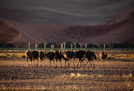 ostrich in a group の写真素材