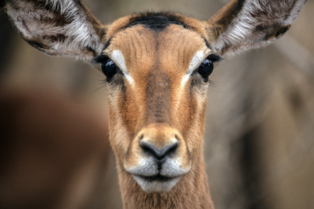 Impalaの写真素材