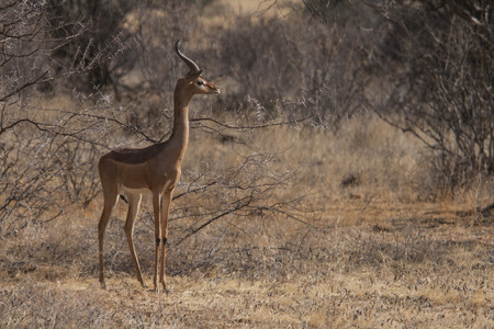 Gerenuk close up の写真素材
