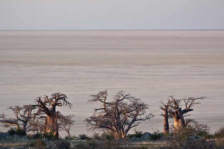 Baobab treesの写真素材