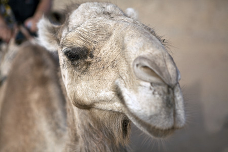 camel close up の写真素材