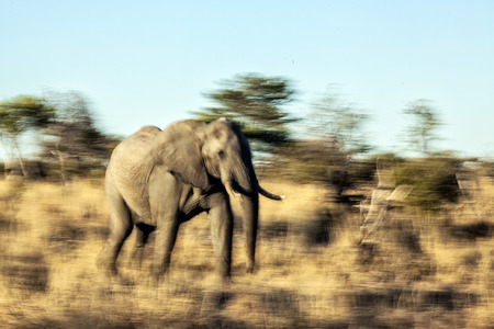 running elephantの写真素材