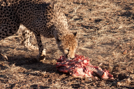 cheetah eatingの写真素材
