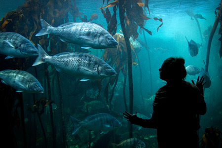 looking at fishのeditorial素材