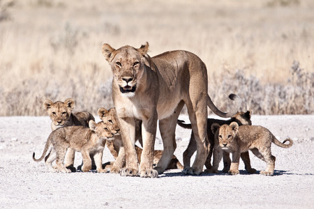 lioness and cubs