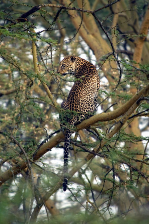 leopard in tree