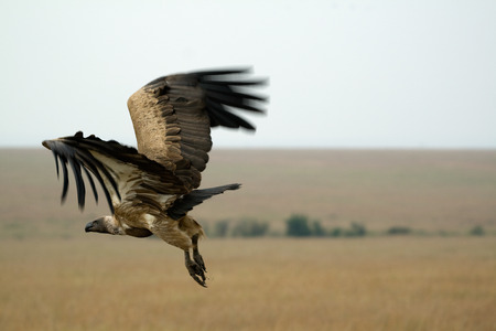 vulture flying
