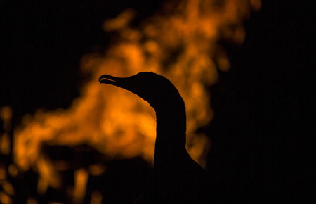 Cormorantの写真素材