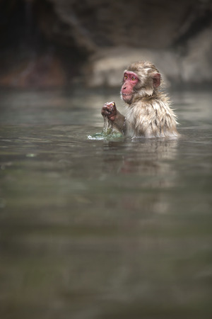 Monkeyの写真素材