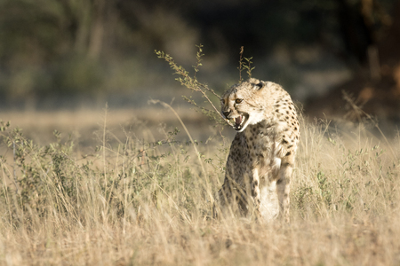 Cheetah snarlの写真素材