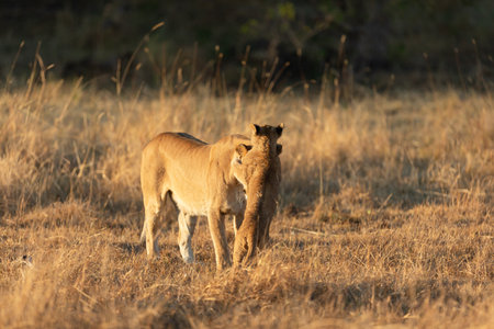 A lioness plays with her young cub in the open savannah of the Okavango Delta. Botswana.の写真素材