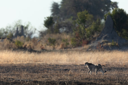 A slender and fast Cheetah makes its way across an open plain as it hunts in the wooded areas of the Okavango Delta, Botswana.の写真素材
