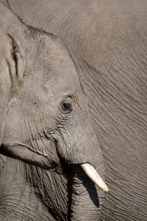 A side profile of an African Elephants face showing long eyelashes, eye, trunk and thick skin.Okavango Delta, Botswana.の写真素材