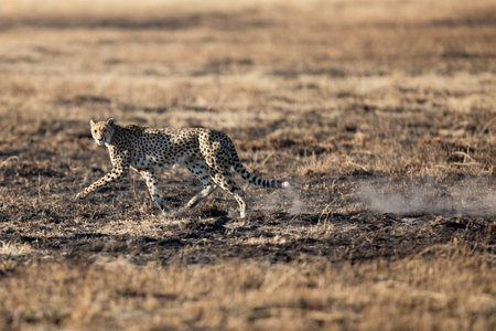 A slender and fast Cheetah makes its way across an open plain as it hunts in the wooded areas of the Okavango Delta, Botswana.の写真素材