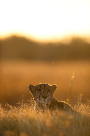 A cheetah rests in the golden afternoon light that is back lighting its face. Okavango Delta, Botswana.の写真素材