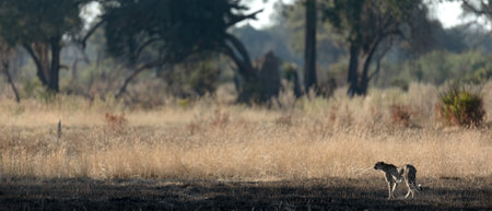A slender and fast Cheetah makes its way across an open plain as it hunts in the wooded areas of the Okavango Delta, Botswana.の写真素材