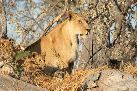 A lioness and cub overlooks an open veld in the warm morning light that is bathing the Kanana concession in the Okavango Delta, Botswana.の写真素材