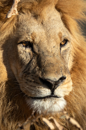 A large male lion is pictured enjoying the warm golden morning light in an open savannah in the Okavango Delta, Botswana.の写真素材