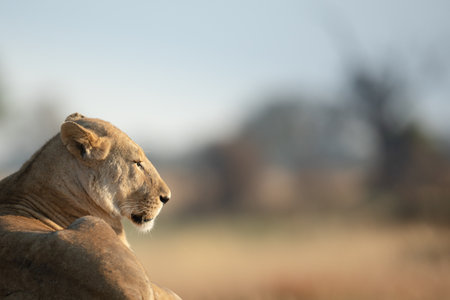 A lone lion on a grassy mound soaks up the warm morning light after a long night hunting in Kanana, Okavango Delta, Botswana.の写真素材