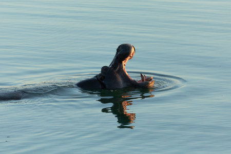 A Hippo mouthing its dominance in a blue river. Chobe National Park, Botswana.の写真素材
