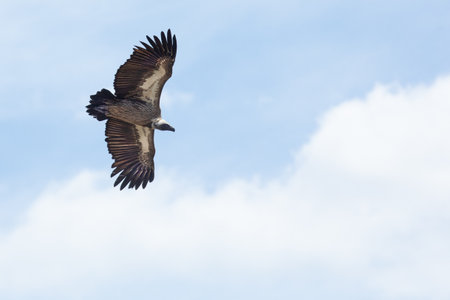 A white backed Vulture in a blue sky.の写真素材