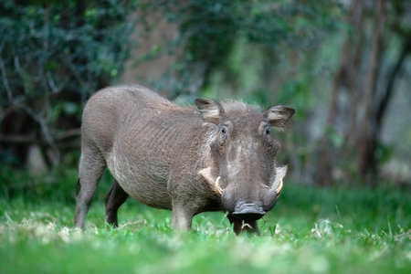 A warthog grazes on green grass.の写真素材