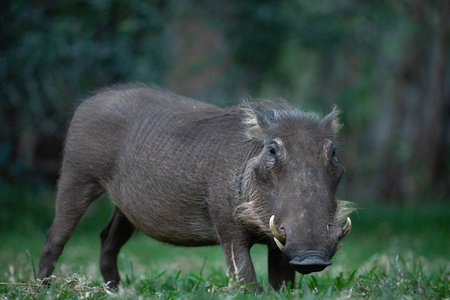 A lone warthog grazes on green grass.の写真素材