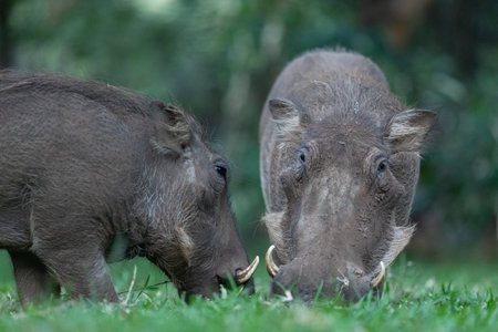 A warthog grazes on green grass.の写真素材