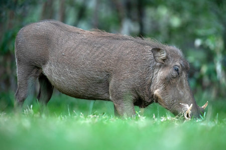 A warthog grazing on green grass.の写真素材