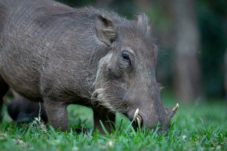 A warthog grazes on green grass.の写真素材