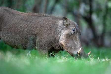 A lone warthog grazes on green grass.の写真素材
