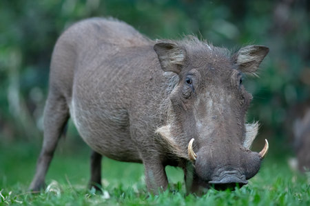 A lone warthog grazes on green grass.の写真素材