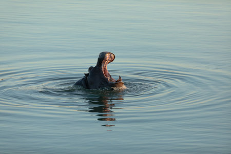 A Hippo mouthing its dominance in a blue river. Chobe National Park, Botswana.の写真素材