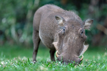 A warthog grazes on green grass.