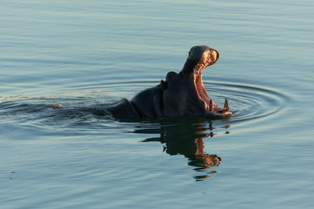 A Hippo mouthing its dominance in a blue river. Chobe National Park, Botswana.の写真素材