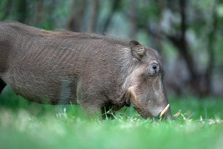 A warthog grazing on green grass.の写真素材